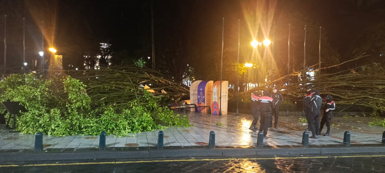 Criterios sobre el colapso de árboles en Cuenca